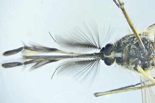 Réf. 321 066 : Aedes rusticus